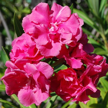 Nerium Pink Double - Flowering Shrubs