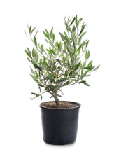 Olive Fruit Plant - Exotic Fruit Plant