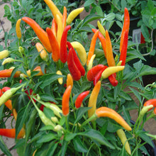 Ornamental chilli/Pepper-Vegetable Seeds