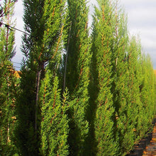 Pencil Pine - Big Size Plants