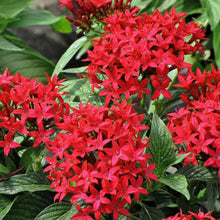 Pentas Red - Flowering Plants