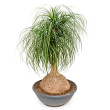 Ponytail Palm/Elephant foot Palm - Palms