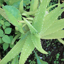 Aloe Vera - Cacti & Succulant - Exotic Flora