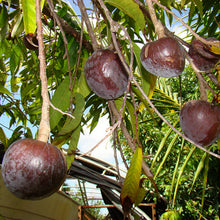 Bullock Heart/ Ramaphal (Grafted)- Fruit Plants & Tree - Exotic Flora