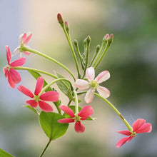 Rangoon Creeper Hybrid - Creepers & Climbers