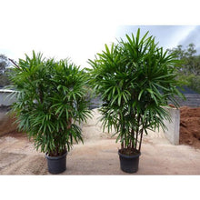 Rhapis/Lady Palm - Palms