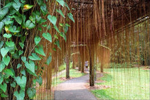 Cissus nodosa/Princess vine - Creepers & Climbers