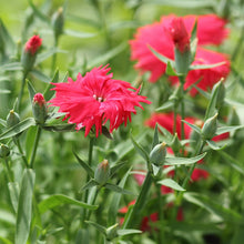 Dianthus Red - SEASONALS - Exotic Flora