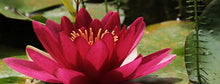 Water lily Red - Aquatic Plants