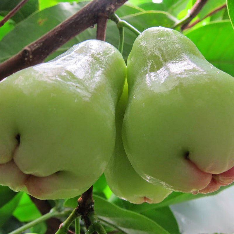 Water Apple Hybrid White Fruit Plants & Tree Exotic Flora