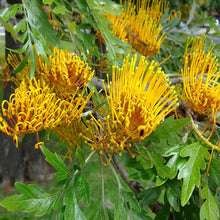 Sliver Oak/Grevillea robusta - Big Size Plants