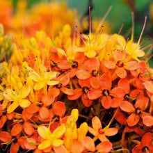 Asoka - Avenue Trees - Exotic Flora