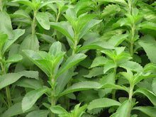 Stevia/Natural Sweetener - Herbs & Kitchen Plants
