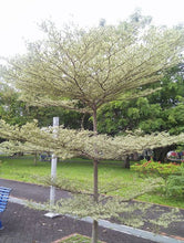 Terminalia mantaly Variegata - Avenue trees