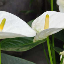 Anthurium Andreanum White - Gift Plants - Exotic Flora