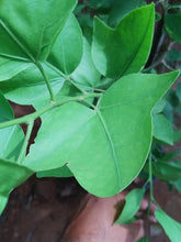 Yeak Bilva/Single Leaf Bael - Plants