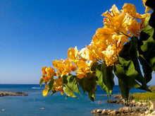 Bougainvillea light orange Flowering shrubs - Exotic Flora