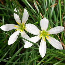 Rain lily White - Flowering Plants