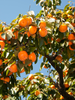 Persimmon Fruit Plant