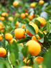 China orange - Fruits plant & Tree