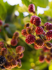 Mulberry - Fruits Plant & Tree