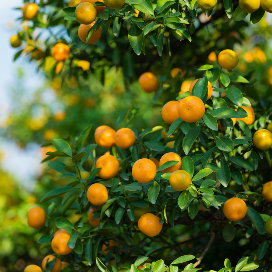 CJ plants × 4C studio コラボ鉢　XXXL China orange - Fruits plant & Tree– Exotic Flora