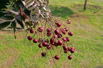 Rubby Longon (Imported) - Fruit Plant & Tree