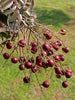 Rubby Longon (Imported) - Fruit Plant & Tree