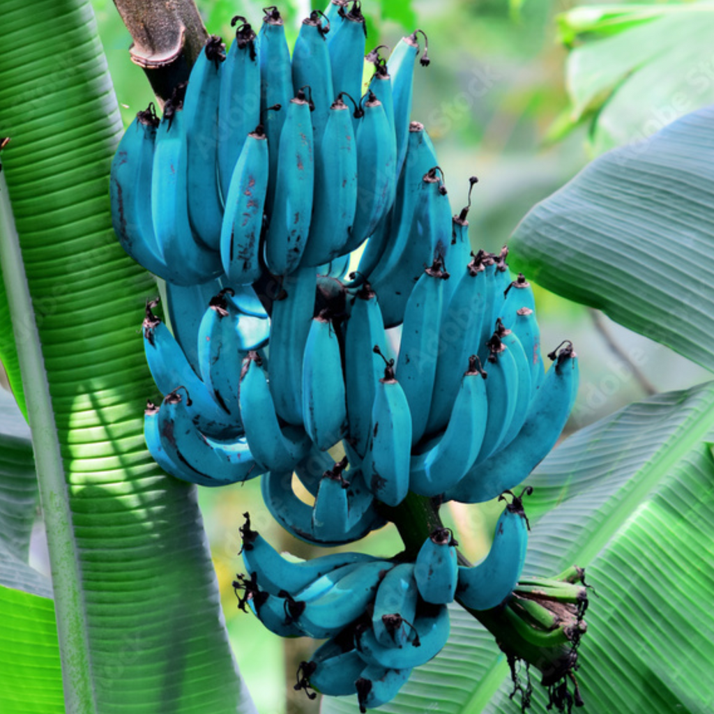 Blue Java Banana / Musa accuminata - Fruits plant & Tree– Exotic Flora
