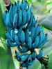 Blue Java Banana / Musa accuminata - Fruits plant & Tree
