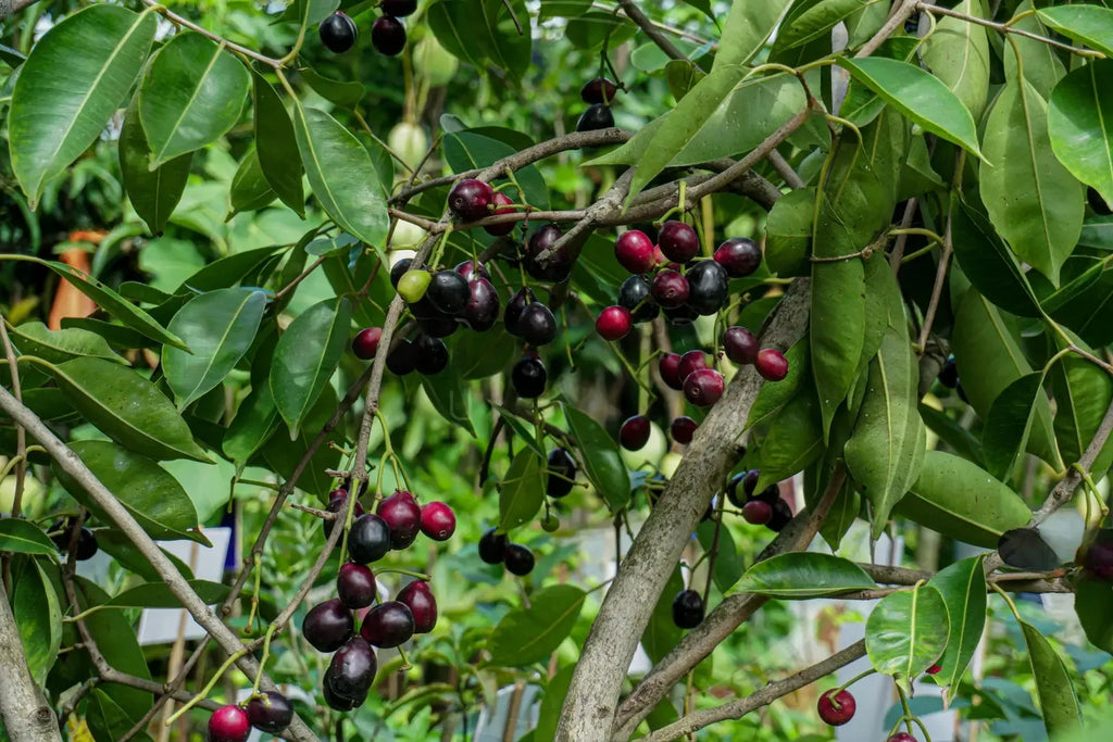 Seedless Jamun - Fruits Plant & tree– Exotic Flora