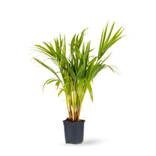 Areca Palm - Indoor/Outdoor Air-Purifying