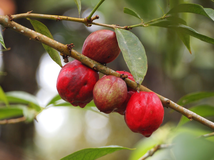 Mahkota Dewa - Fruit Plants & Tree– Exotic Flora
