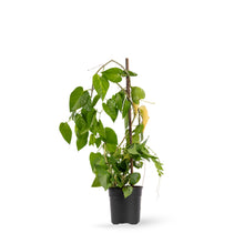 Cissus nodosa/Princess vine - Creepers & Climbers