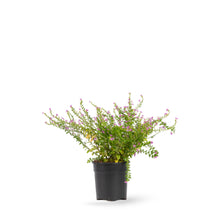 Cuphea hyssopifolia Lavender - Ornamental Flowering Plants