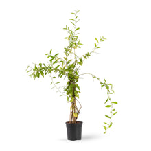 Curtain Creeper - Creepers & Climbers