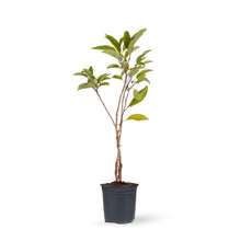 Custard Apple Red(Grafted) - Fruit Plants & Tree