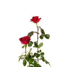 King Of Rose - Flowering Plants