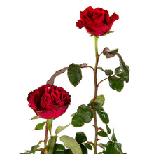 King Of Rose - Flowering Plants