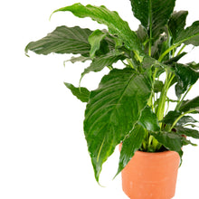 Peace Lily/Spathiphyllum Macrophyllum - Indoor Air-Purifying