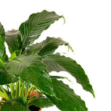Peace Lily/Spathiphyllum Macrophyllum - Indoor Air-Purifying