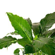 Peace Lily/Spathiphyllum Macrophyllum - Indoor Air-Purifying