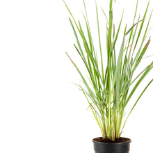 Citronella grass - Herbs & Kitchen Plants