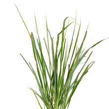 Citronella grass - Herbs & Kitchen Plants