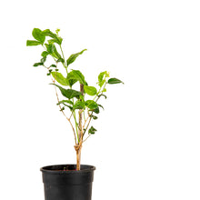 Jasmine sambac - Flowering Shrubs