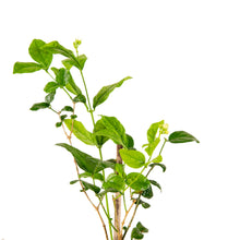 Jasmine sambac - Flowering Shrubs