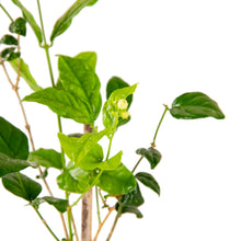 Jasmine sambac - Flowering Shrubs