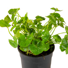 Centella asiatica / Brahmi Big Leaf - Herbs Plant