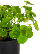 Centella asiatica / Brahmi Big Leaf - Herbs Plant