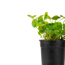 Centella asiatica / Brahmi Big Leaf - Herbs Plant